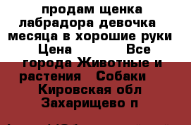 продам щенка лабрадора девочка 2 месяца в хорошие руки › Цена ­ 8 000 - Все города Животные и растения » Собаки   . Кировская обл.,Захарищево п.